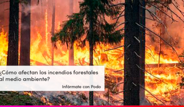 Incendio forestal