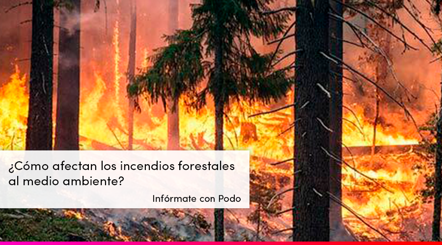 Incendio forestal